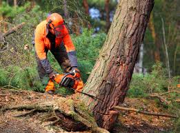 Best Tree Trimming and Pruning  in USA